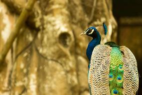 delightful Peacock Zoo Bird