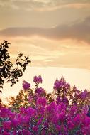 Crape Myrtle flowers