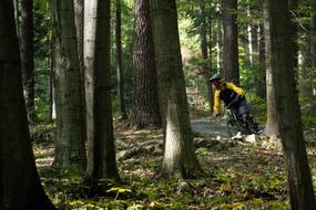 Sport Bike forest