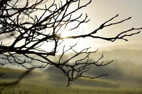 Fog Morning tree