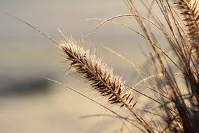 fascinating Grasses Nature