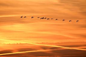 Sunrise Sky orange