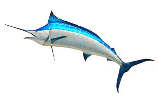 Marlin Taxidermy Fish