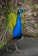 male peacock with tail