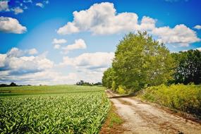 rural road along the green field in Ohio