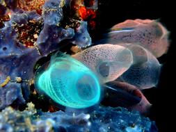 colorful Sea Squirts on Coral Reef