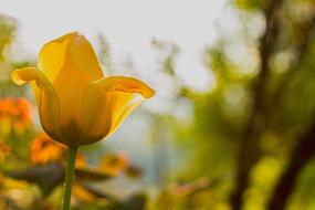 Close-up of the beautiful, yellow flower, in sunrise, among the colorful plants