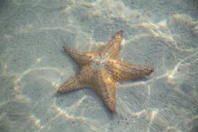 Starfish lays on sand underwater