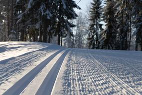 ski traces on Snow at forest