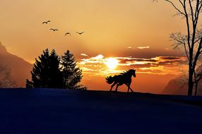 Silhouette of the beautiful horse, among the trees, on the mountain, with the flying birds, at colorful and beautiful sunrise