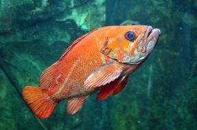 orange Fish Underwater