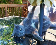 smoky cat lies on a glass table outdoors