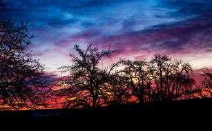 trees' silhouettes on the morning sky