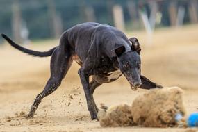 black Dog Racing