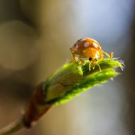 orange and white ladybug on a young green sprout