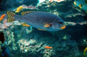 Colorful and beautiful tropical fish, near the rocks, underwater, in the aquarium