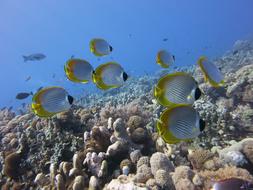 Butterflyfish Panda sea fish