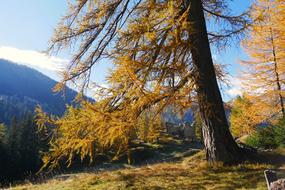 autumn in golden forest