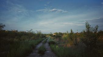 Beautiful landscape of the path, among the colorful plants, under the blue sky with white clouds