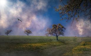 bird in flight over spring rural Landscape