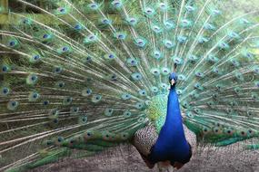 beautiful peacock with a fan tail