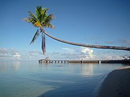 horizontal photo of a palm tree along the pier