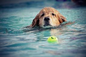 dog is swimming for a tennis ball