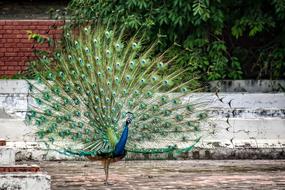 green Peacock Bird
