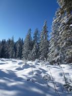 Alpine Backcountry Skiiing