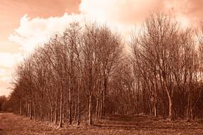Forest Grove
