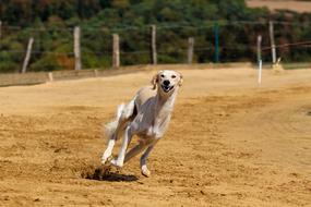 Greyhound Dog Pet Animal running