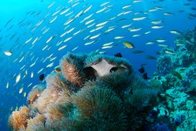 flock of small fish in a coral reef in the ocean