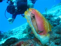 diver watching seashell