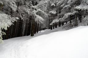 Beautiful, snowy forest, with the trees, in the black and white colors, in winter, in Austria