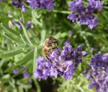 honey Bee on Lavender flower, macro