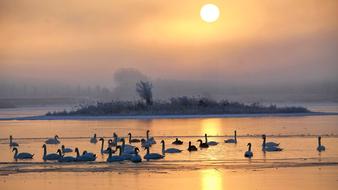 a flock of swans swims in a pond in the fog at dawn in Prettin