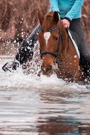 Action Sport horse