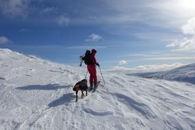 Skier with dog on hill side