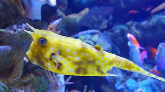 longhorn cowfish at sea