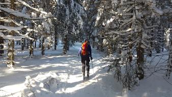 man skiing in the forest in winter