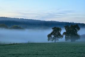 Fog Morning grass