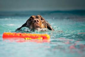 Dog spaniel Swim