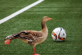 Goose and ball