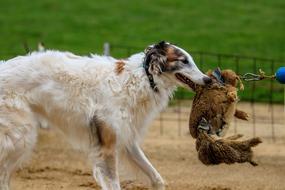 Dog training with stuffed animal