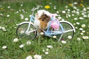 Guinea Pig and small bike