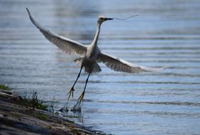 Heron Bird Flight river