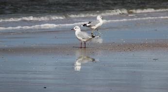 seagulls on Romo beach, Denmark