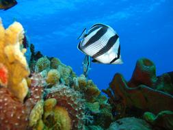 Underwater Marine Fish colors