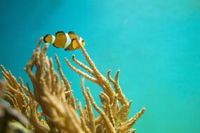 Nemo Fish Underwater blue