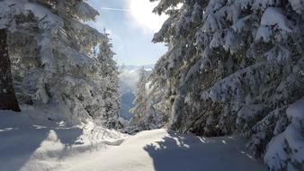 Ski Snow Winter forest